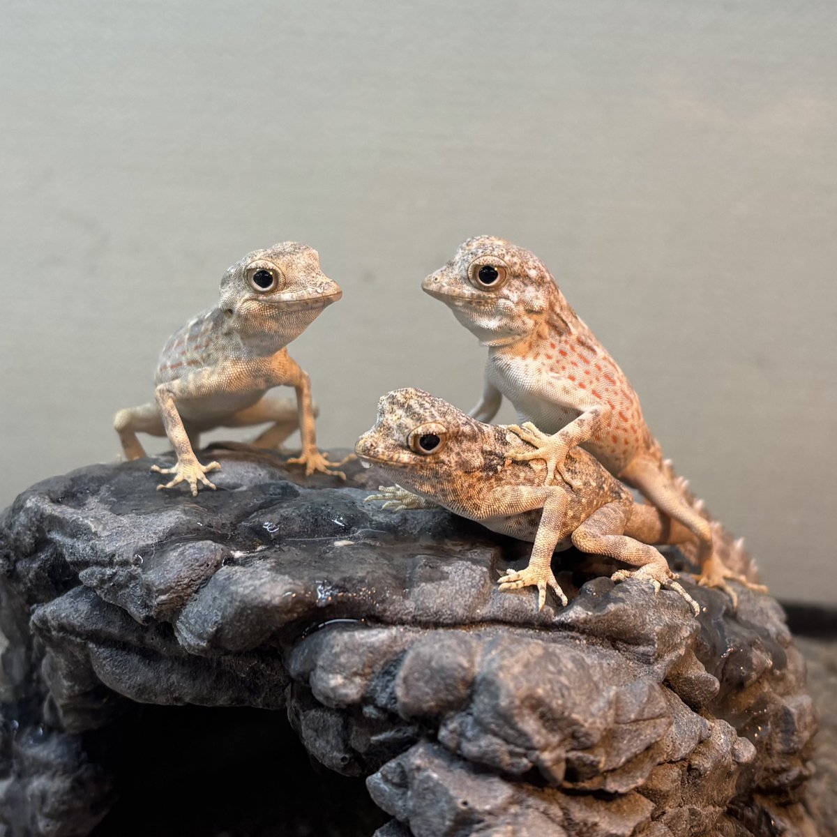 爬虫類倶楽部中野本店 本アカウント on X