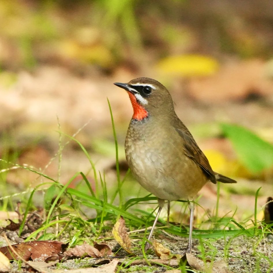 空色紫陽花 (@sorairoajisai) / Posts / X