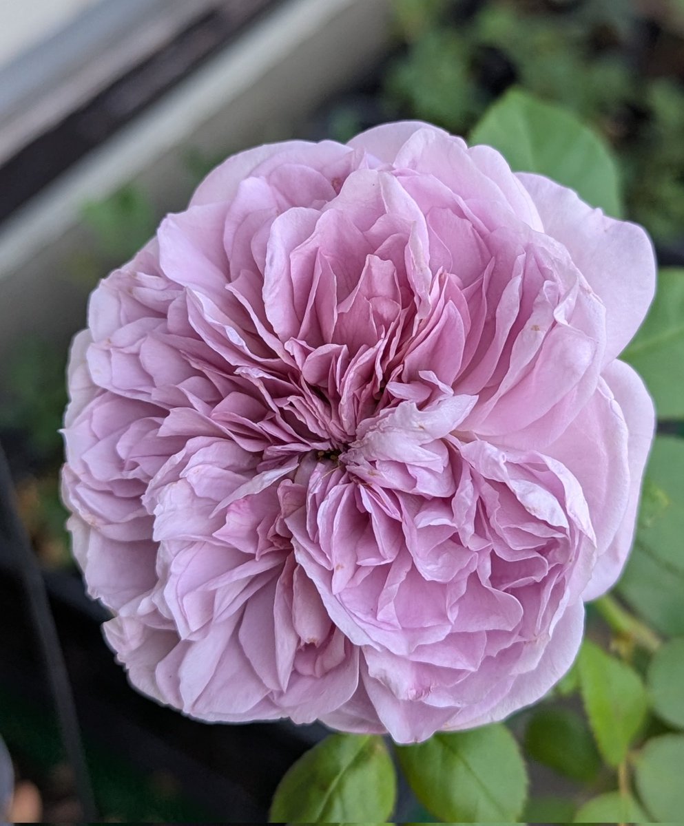 ひまわり🌻‎‎🐩🐾 (@snSuflower) / Posts / X