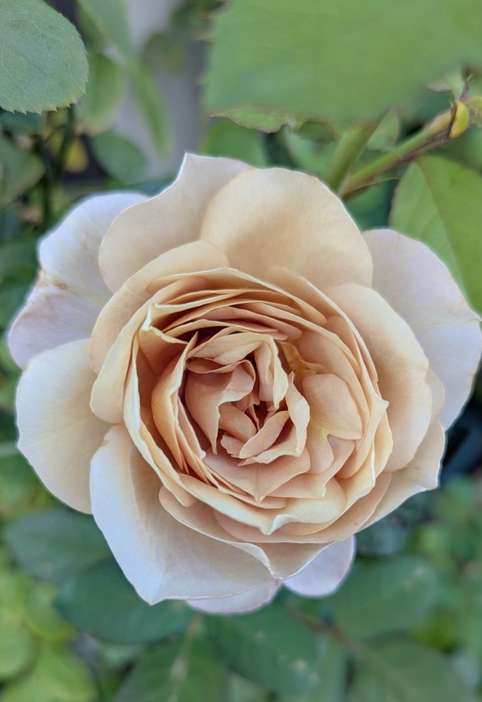 ひまわり🌻‎‎🐩🐾 (@snSuflower) / Posts / X