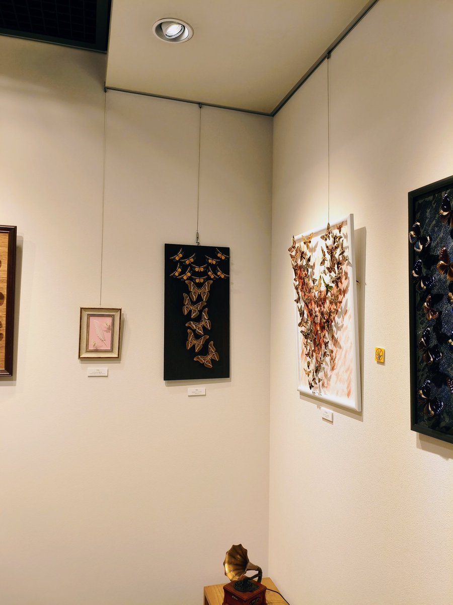 piyo_bug's tweet image. はっさくさん(@kkhassaku)の個展行ってきました🦋

蝶や蛾の標本を使った作品に解釈を誘う言葉が添えられていて、昆虫の美しさに浸れる空間でした。
フユシャクの作品が面白かったです！
高円寺にて11/18まで！鱗翅好きはぜひ！！