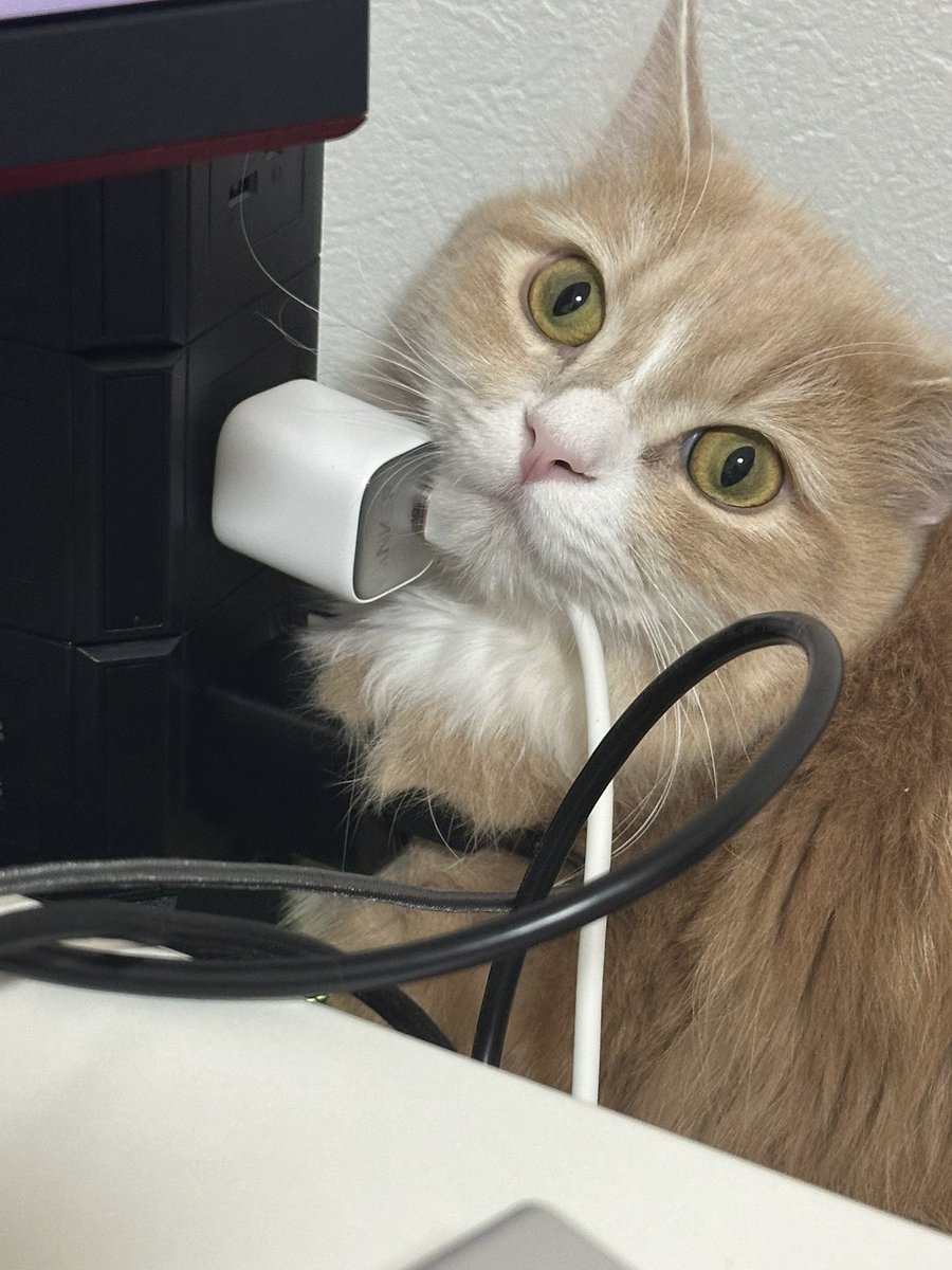 まろ🐈 (@zxb_y6) / Posts / X