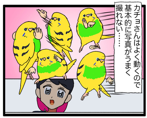 カチョたんのカンフー 