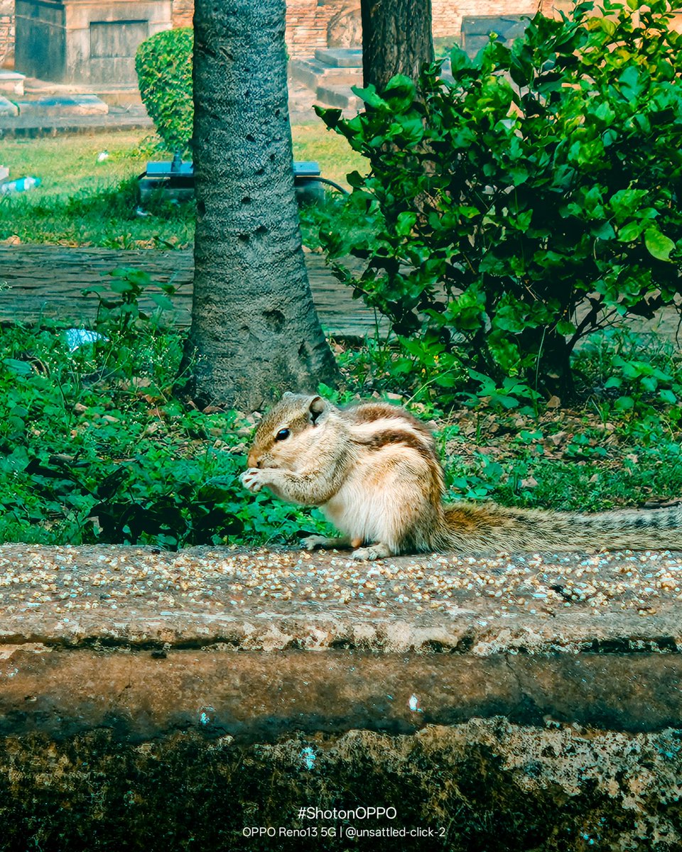Sarvesh02697858's tweet photo. " जहाँ परिंदे भी ठहरते हैं, वहाँ सुकून मिलता है "
Shot by @OPPOIndia
#ShotonOPPO #OPPOIndia #LiveInTheMomentChallenge #OPPOReno13Series #inspirationahead #OPPOReno13SkyBlue #OPPOAIPhone
@Redribbon_26 @OPPOCareIN @oppo @OPPO__Support @Snapdragon_IN @colorosglobal https://t.co/U887DusUwy