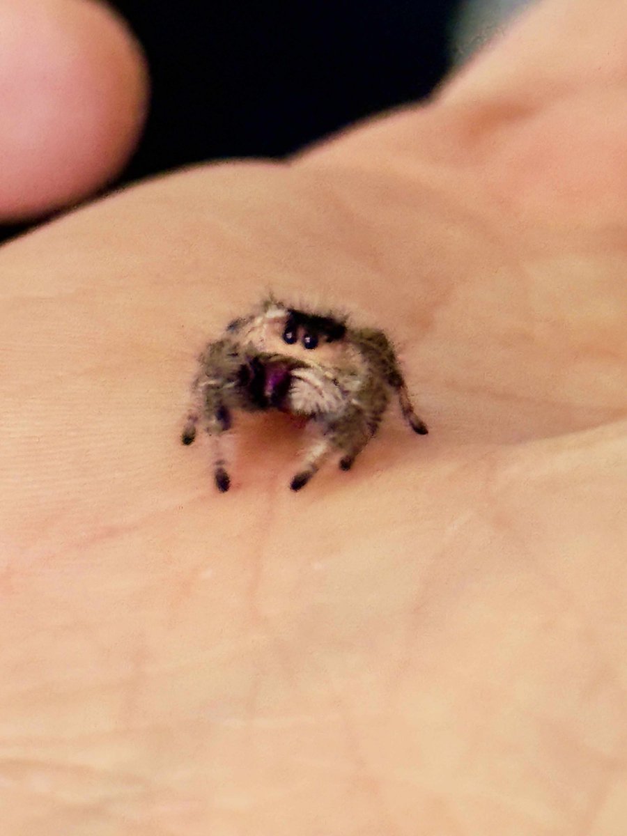SpooderStreet's tweet photo. Little Samara has a new neighbour! Yotei has moved next door keep Samara company😍

Both of the little spoods are housed in an amazing enclosure, kitted out with everything they require🕷️

If you’re looking for a little friend who is no hassle to take care of, look no further! https://t.co/gR4SsXC6E7
