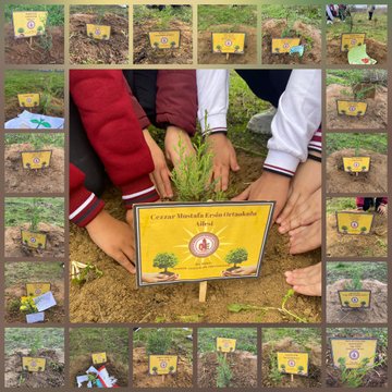 Group of students and adults in school uniforms and casual clothes stand on grassy hill holding Turkish flag and blue banner with school name Cezzar Mustafa Ersin Ortaokulu, cloudy sky and fence in background. Collage shows children in red and white uniforms planting small green sapling in soil with yellow plaque featuring trees and hands holding plant labeled Cezzar Mustafa Ersin Ortaokulu Ali, multiple angles of activity. Young tree sapling with branches in soil next to yellow plaque labeled Başöğretmen Mustafa Kemal Atatürk with tree icons and hands holding plant, children and woman in background wearing casual clothes.