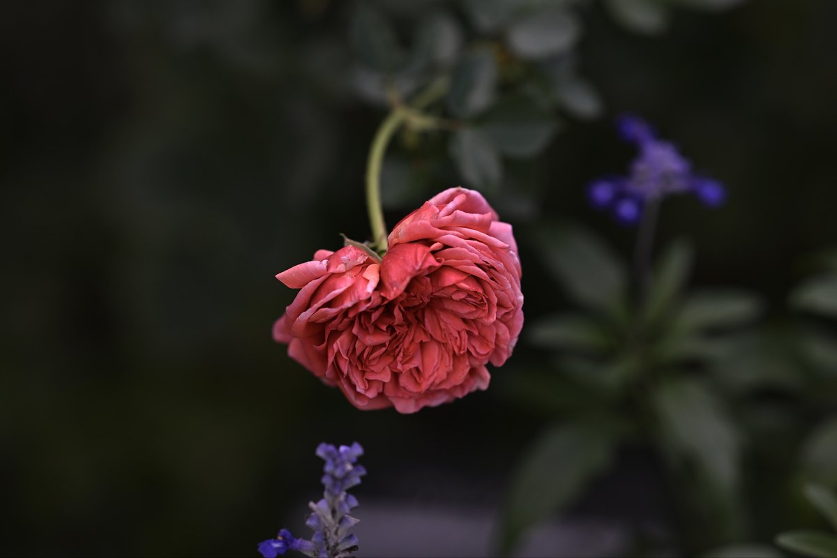 Kazumi様♡ありがとうございます♡ 📸kazumi on X