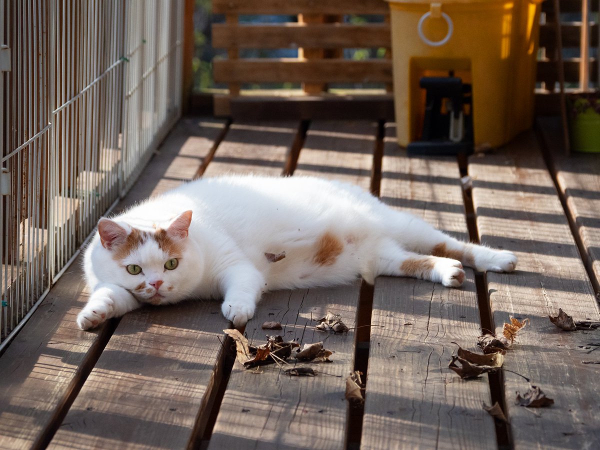 MARCO 🟡写真集「メイ先輩」🟡 (@marco74444) / Posts / X