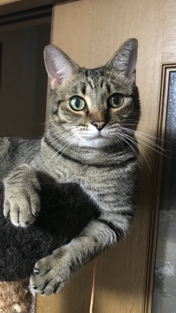 あい🐱🍏💞 on X