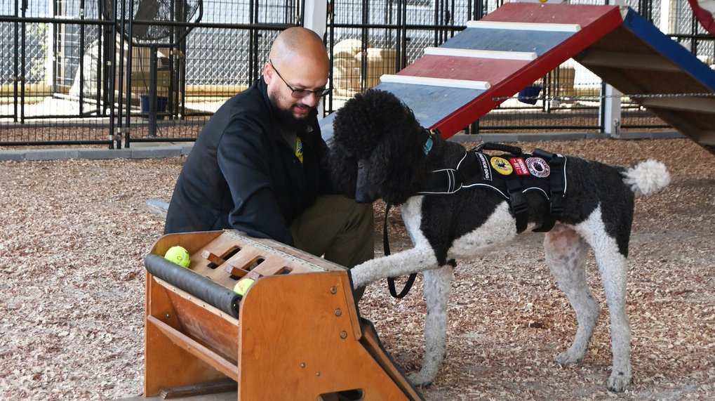 84DogsHelp's tweet image. Moises and his Service Dog, Mikey, enjoy learning new things. 🐕💨🇺🇸