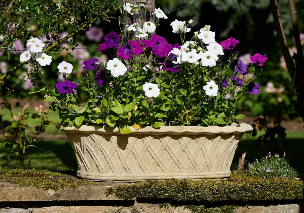 Daffodils are vibrant, resilient, and perfect for container planting. 

They are also just one of six bulbs to plant now for a blooming spring garden. 

Discover more tips for a stunning seasonal display in this week’s blog,
bit.ly/42Yn9tc