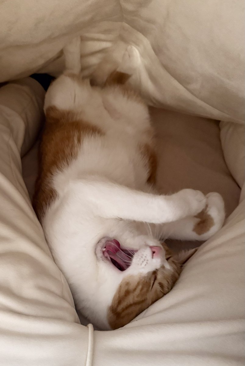 ちくわ🐾 (@tadanekogasuki) / Posts / X