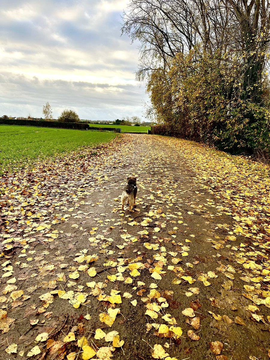 Miss Scraggy Agnes tweet media