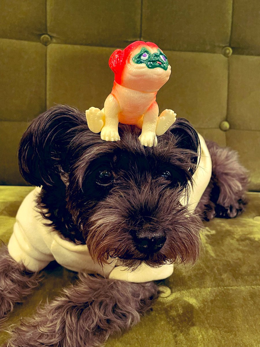 かぼ獣がシュナウ獣(黒)と仲良くなった。

#パグ獣