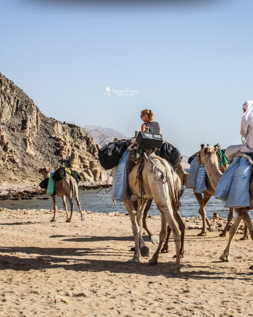 EgyptaTours's tweet image. Some places calm your mind — Dahab fills your soul. 💙
Mountains behind you, Red Sea in front, and pure peace all around. 🌊
#Dahab #RedSea #EgyptTravel #BeachVibes