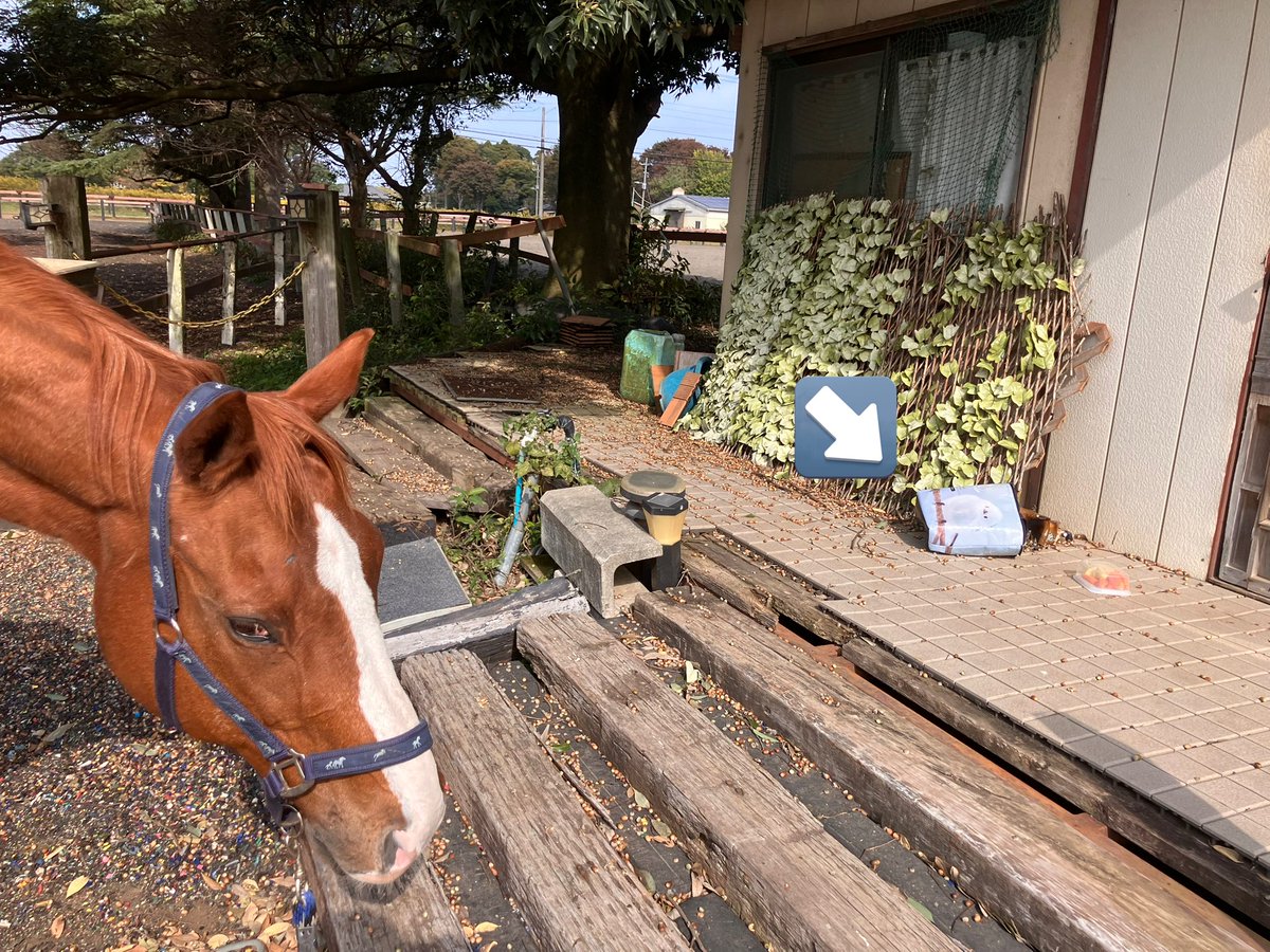👱‍♀️ルミぽん⁉️オヤツが思うように出ないからってバッグ放り投げたらメッッッ❗️

👱‍♀️Lumipon⁉️ You shouldn't throw treats bag like that just because you're not getting the snacks you want❗️