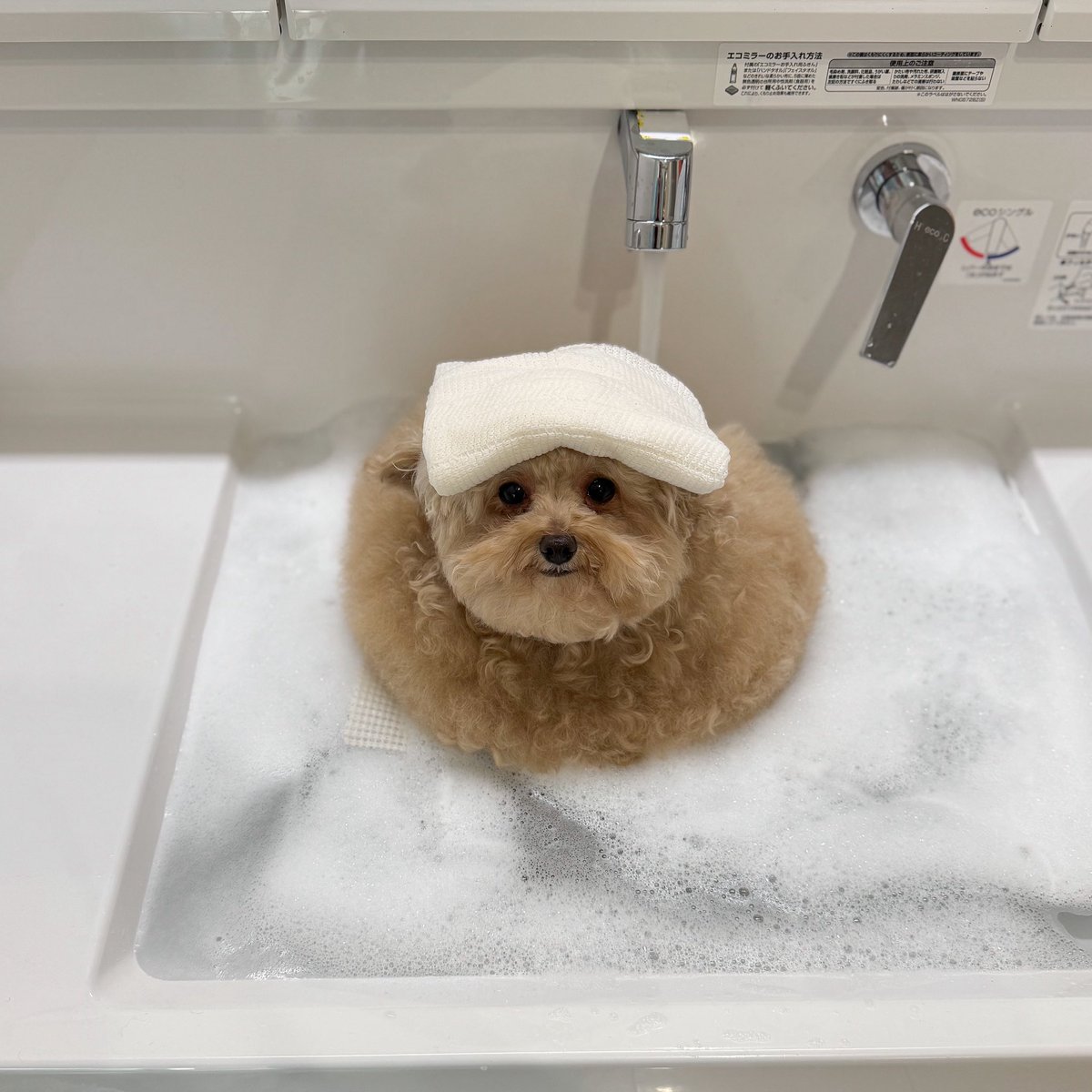 __mohu_c's tweet image. だんだんとろける入浴中の犬