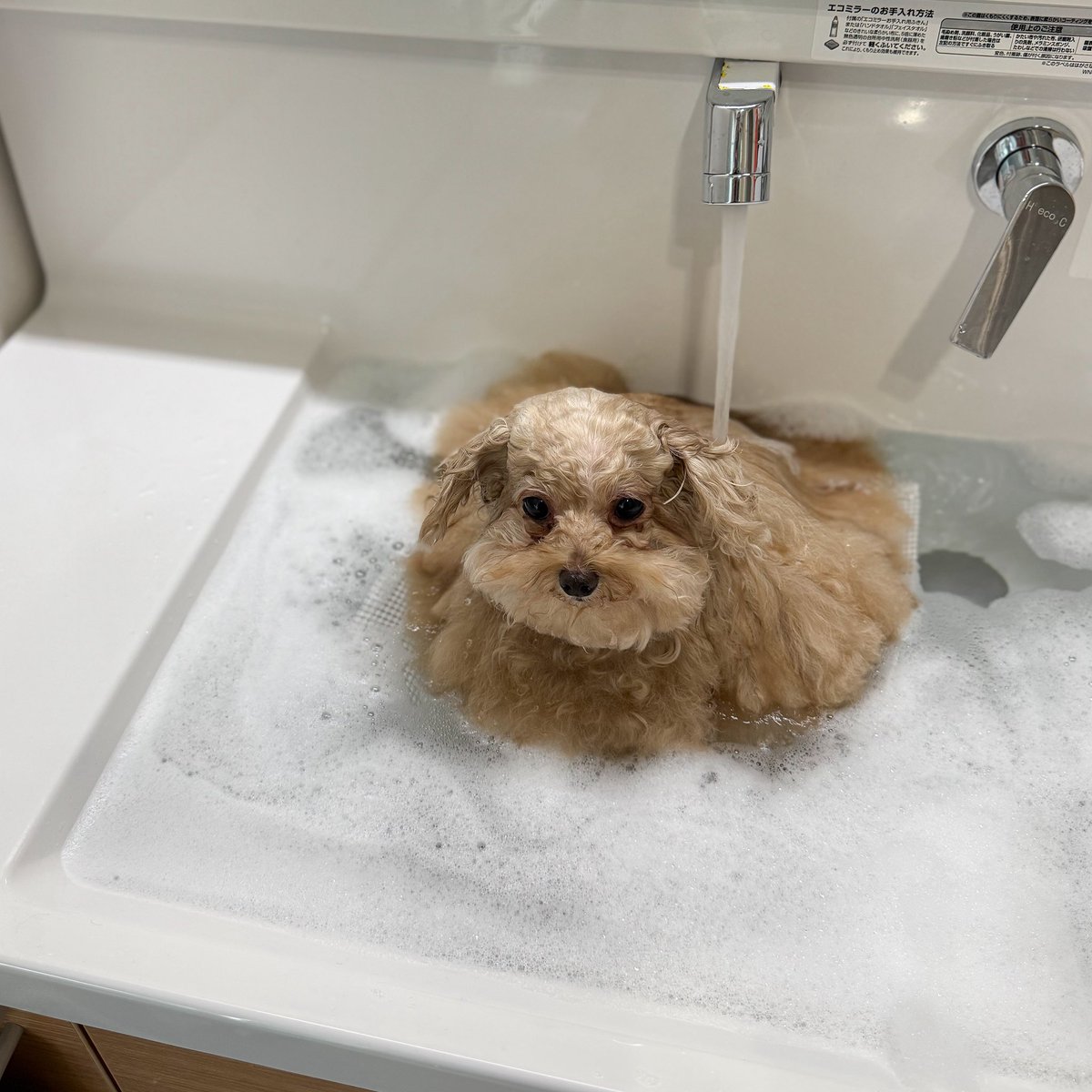 __mohu_c's tweet image. だんだんとろける入浴中の犬