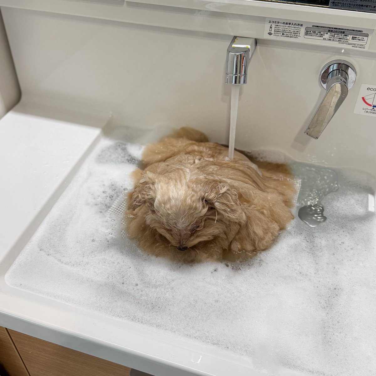 __mohu_c's tweet image. だんだんとろける入浴中の犬