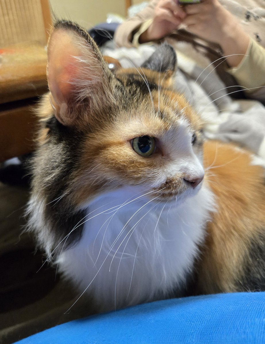 dolphinkicks's tweet photo. キリッとみーこちゃん🤭
#ねこ #ねこすたぐらむ #ねこのいる生活 #ねこ写真 #高齢猫 #猫 #猫スタグラム #猫のいる暮らし #猫写真 #cats #catstagram #catlover #catlife #dolphinkicks #凛々シズム #みーこちゃん
https://t.co/4vxCBbSOQn https://t.co/Dz4YgJFP2Y
