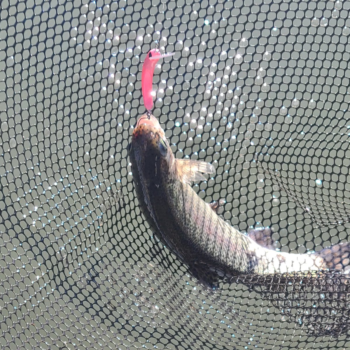 たあぼ@1089工房 (@3mRlYlv0VCNZn7m) / Posts and Replies / X