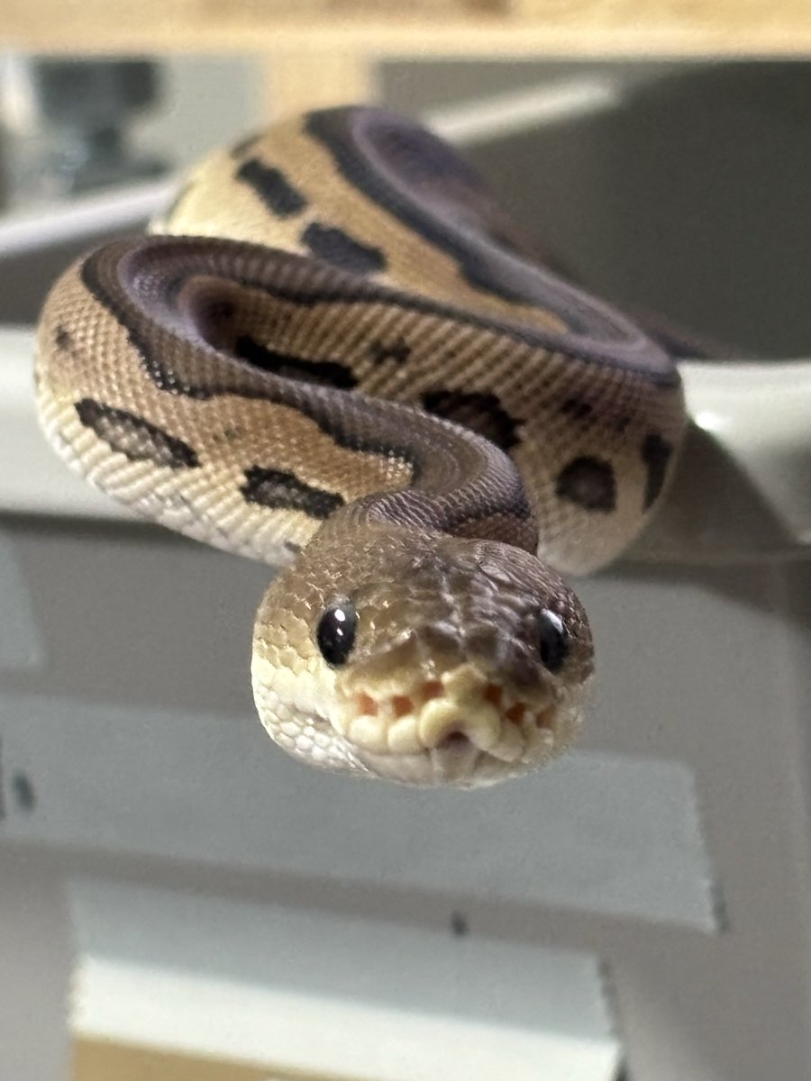 マジで噛まれる5秒前🐍
危なかった🤭
#ボールパイソン
