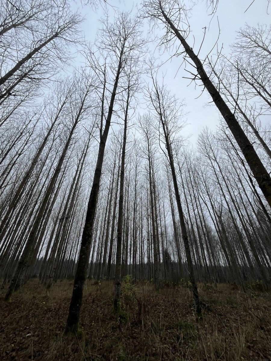 🌳28 gadus jauna hibrīdo apšu audze Zviedrijā
Vidējais pieaugums sasniedz ~13 m³/ha gadā, kamēr parastajām apsēm parasti ir ap 7 - 8 m³/ha.

✅ Koksnes krāja 28 gadu vecumā ~ 376 m³/ha;
✅ Vidējais augstums ~ 31 m;
✅ Zviedrijā ciršanas vecums ap 20 gadiem.