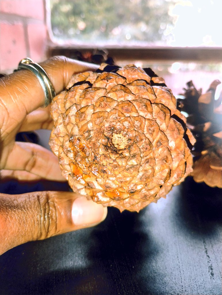 IAMJamena's tweet image. #ConiferTREE🌲 
#PinealGland🌲
#3rdEYE 👁️🌲👁️
#SIGNature

🌞    ☁️    ☁️    ☁️   ☁️    ☁️     ☁️    ☁️  🌛
     👁️🌲👁️    PINE  CONE    👁️🌲👁️
                        
💎P ineal 🌲
💜I nternal
💙N atural
🩵E levation

💚C onifer
💛O riginal
🧡N ever-ending
❤️E vergreen 🌲✨✨✨💫