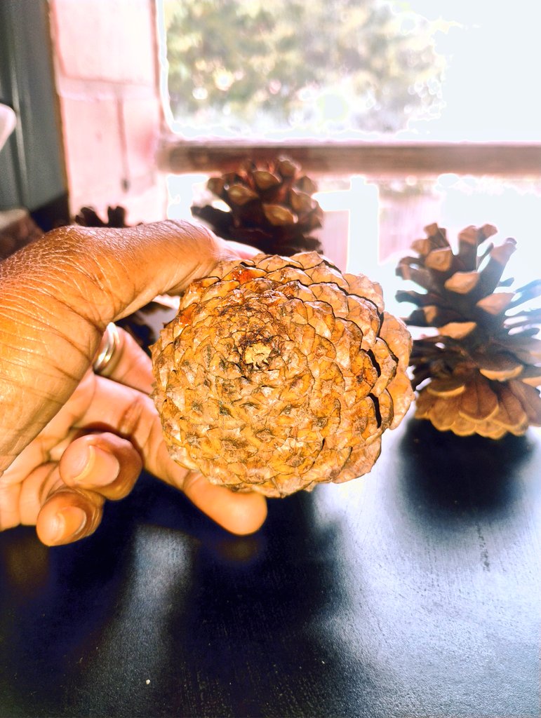IAMJamena's tweet image. #ConiferTREE🌲 
#PinealGland🌲
#3rdEYE 👁️🌲👁️
#SIGNature

🌞    ☁️    ☁️    ☁️   ☁️    ☁️     ☁️    ☁️  🌛
     👁️🌲👁️    PINE  CONE    👁️🌲👁️
                        
💎P ineal 🌲
💜I nternal
💙N atural
🩵E levation

💚C onifer
💛O riginal
🧡N ever-ending
❤️E vergreen 🌲✨✨✨💫