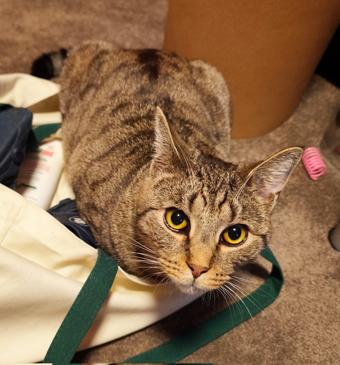 SvenBee's tweet image. Einpackhilfe a la DaVinci von den #nordstadtkatzen

Katzensitterin wurde gestern schon belagert. Klingeling, im Glauben wir seien es, im Flur, dann unterm Bett. 🤣🤣 Er mag Fremde erstmal nicht. Das wird über die Tage
#katze #katzen #cat #cats #CatsOfTwitter #catsofınstagram