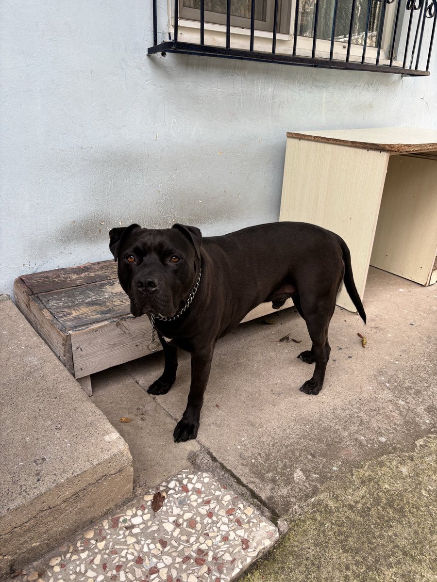 Pit canım 🖤
#10Kasım🇹🇷