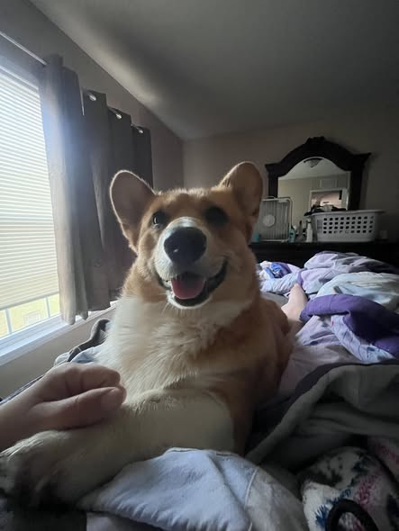 Corgi Lovers tweet media