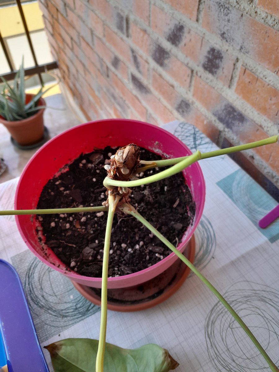 Per als que saben de #plantes,
sabeu si aquest anturi té possibilitats de reviscolar? Com?