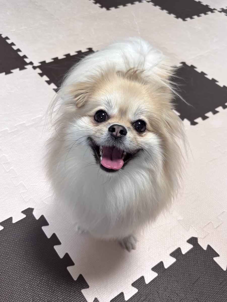 くるみ (@pkpm_kurumi) / Posts / X