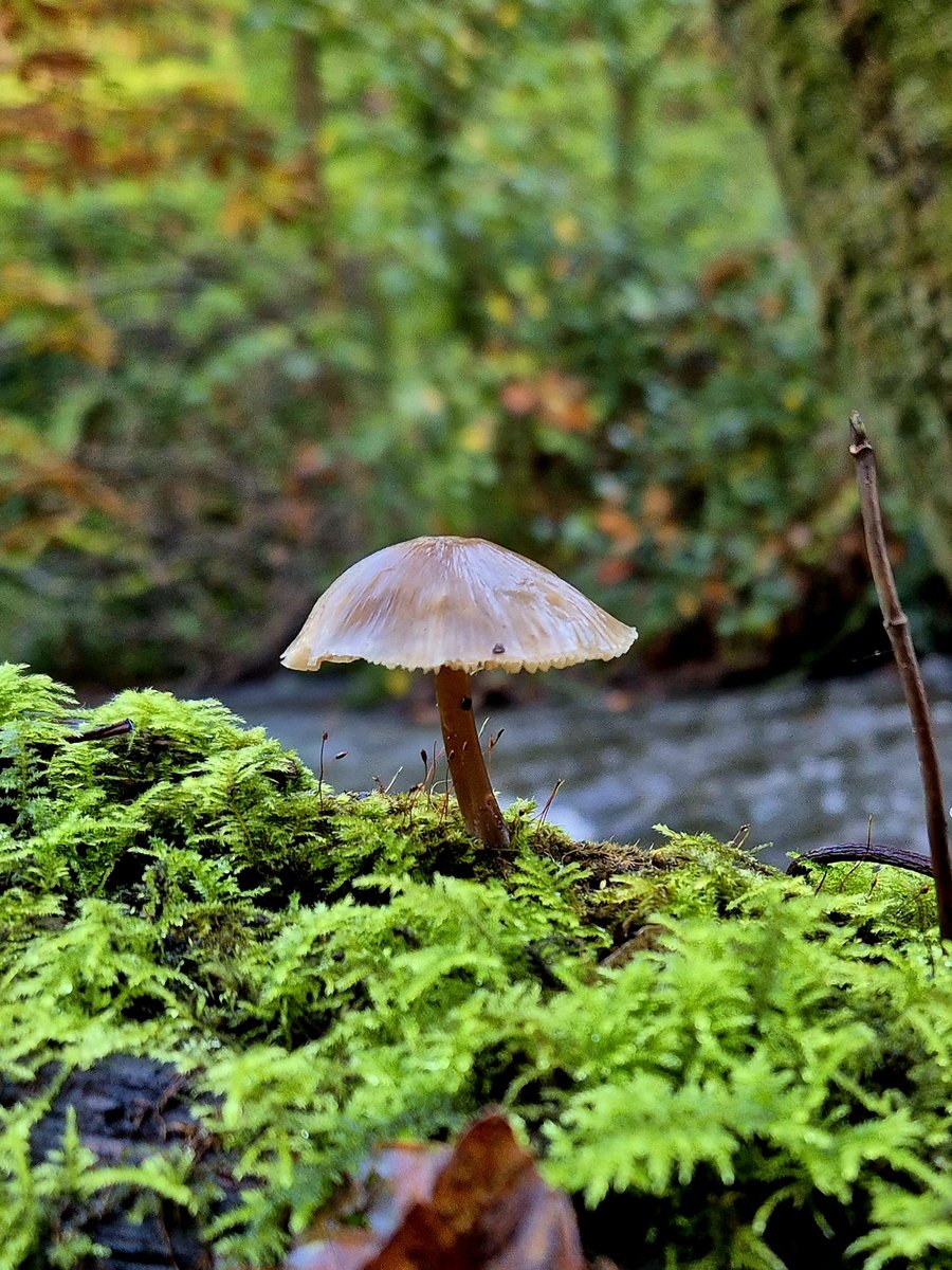 A Bonnet mushroom (Mycena sp.) growing on a mossy riverside branch. 
County Clare, Ireland.