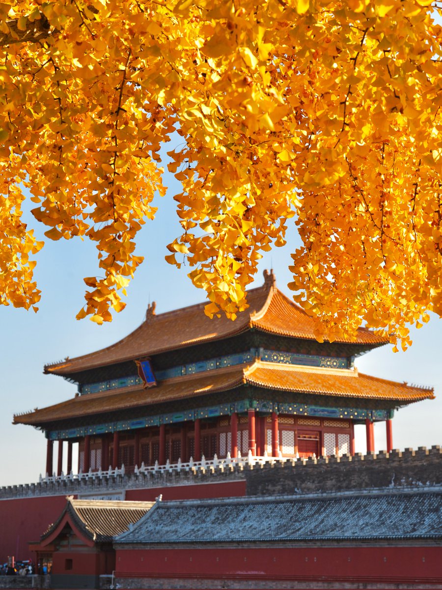 GeTiao1212's tweet photo. 故宫北门·神武门银杏🍂
#美丽中国 https://t.co/72aL7Lh24t