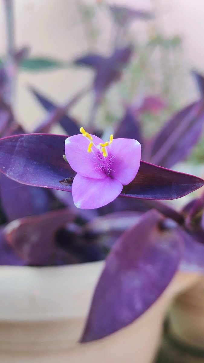 _pragyashukla_'s tweet image. सारी रौनकें हैं आपकी ये तमाम शहर है आपका
हम तो बस किसी मकाँ के आरज़ी किरायेदार ठहरे
@_pragyashukla_ 

📸 By Me