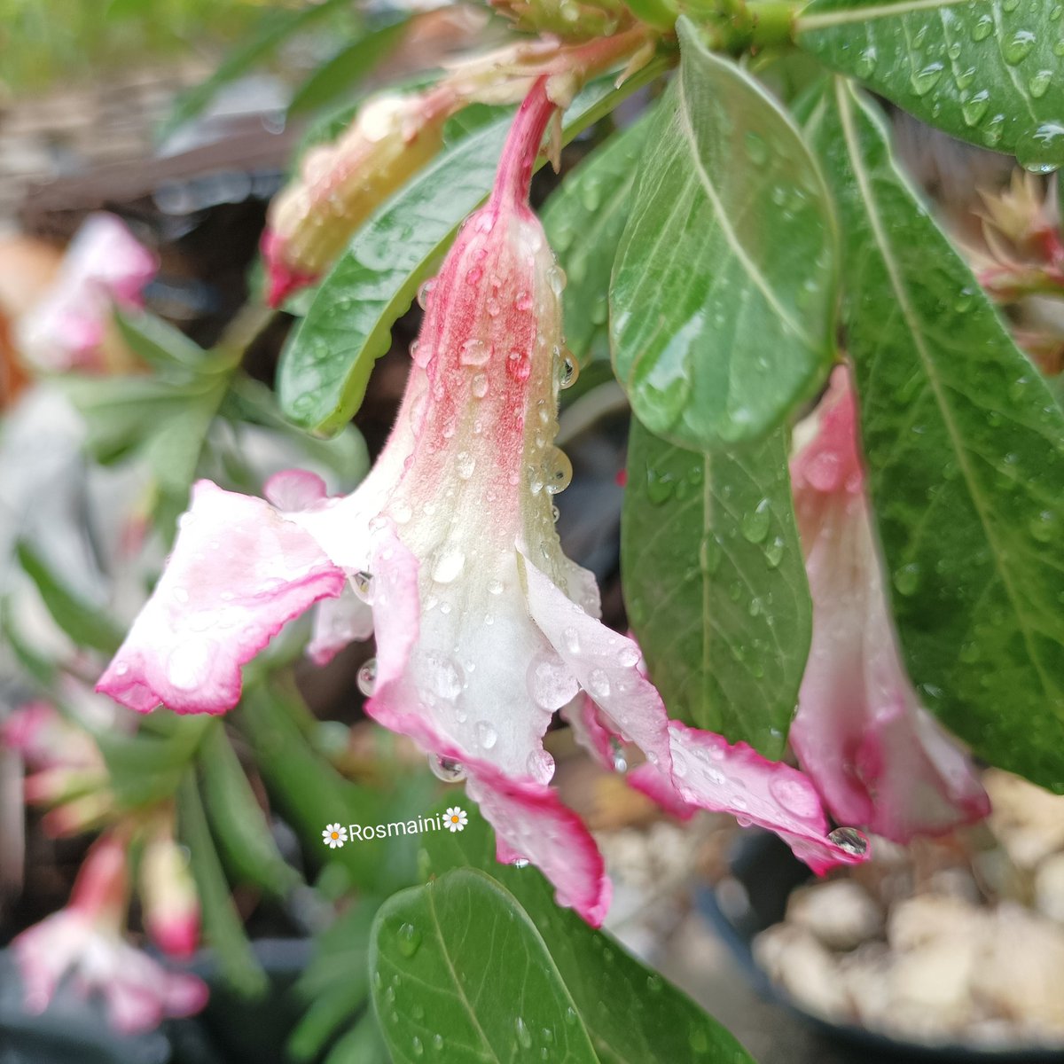 R_o_s_m_a_i_n_i's tweet image. My darling
I hear the beauty of your voice
Calls me with tenderness
You gave me a name
Love
Yes my name is love
Every longing
You express with a kiss
You shower me with many kisses
Kisses full of love from your heart

✍️📸🌼Rosmaini🌼