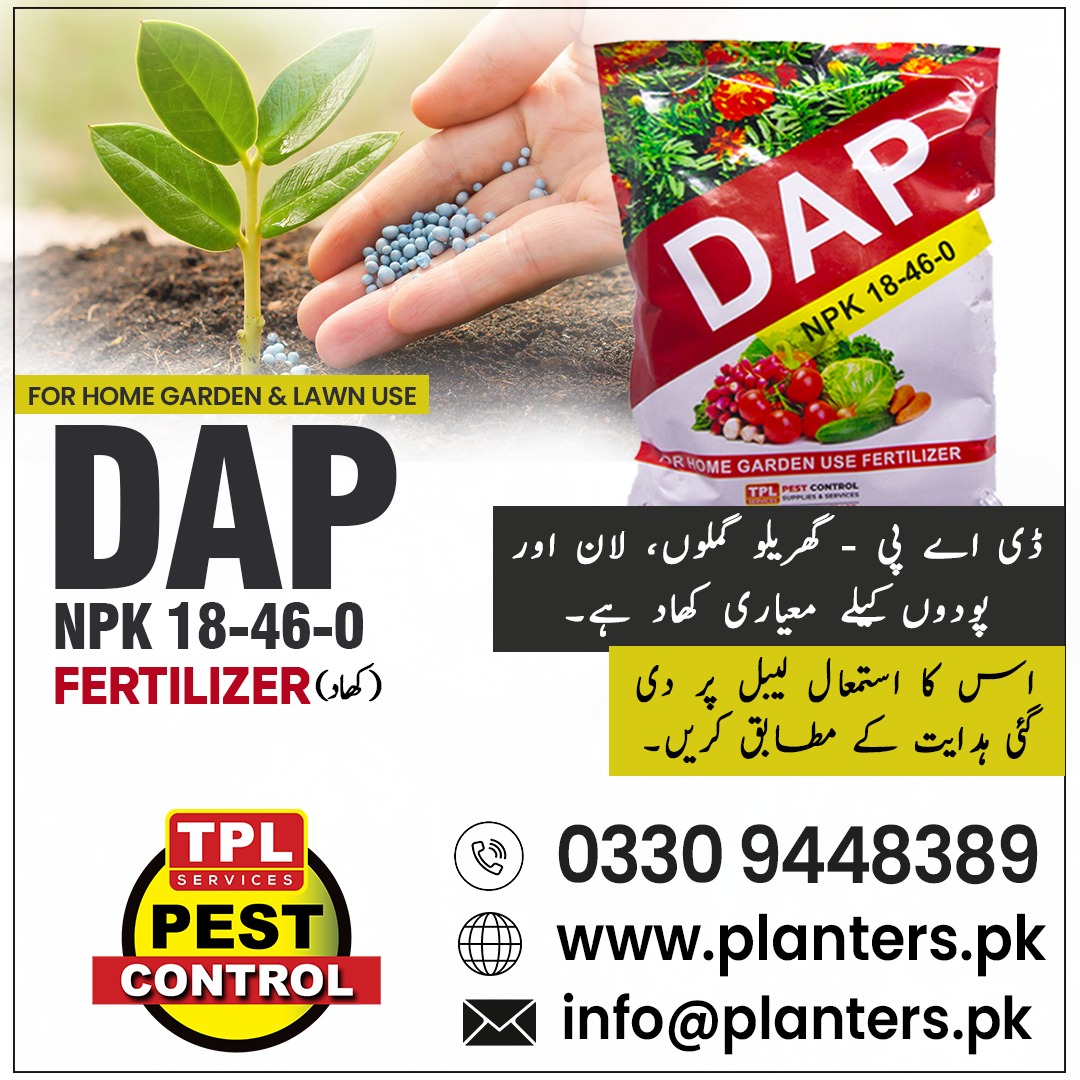 TPLPestControl's tweet image. اپنے باغ لان یا گملوں میں پودوں کی بہتر نشوونما کے لیے استعمال کریں DAP 
یہ اعلیٰ معیار کی کھاد آپ کے پودوں کو صحت مند اور سرسبز رکھتی ہے
 Call 0512303380
website planters.pk

#DAPFertilizer  #HomeGarden #LawnCare #OrganicGrowth #TPLPestControl  #FertilizerPakistan