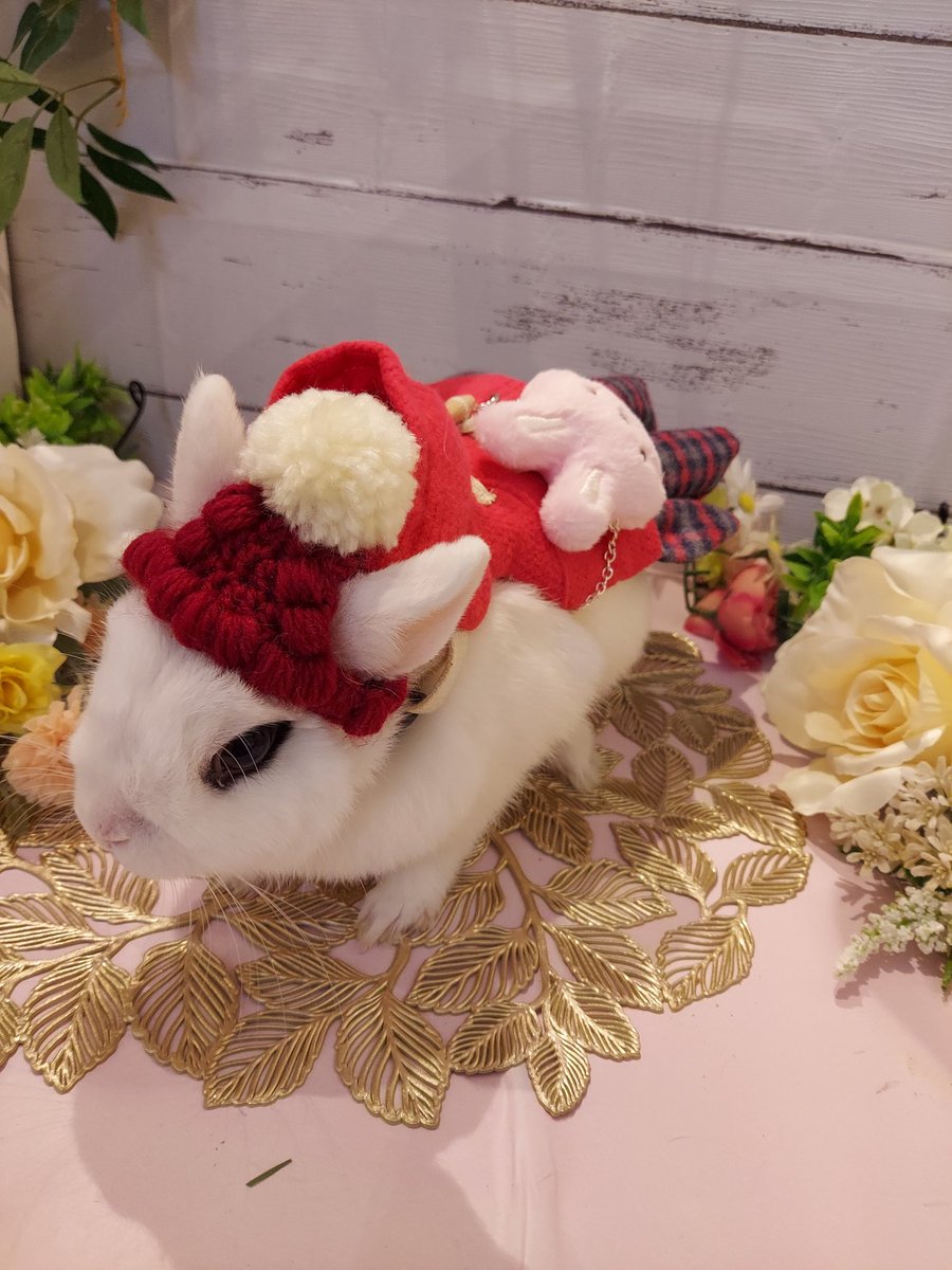 不定期更新、号外ひより58

先日買ったダッフルコートハーネス
…可愛すぎて我慢できんかった(;´д｀)
ラビットルルさんにて

#スープカレー #カレー #野菜 #奈良 #学園前 #間借り #ランチ #陽平 #うさぎ #ラビットルル