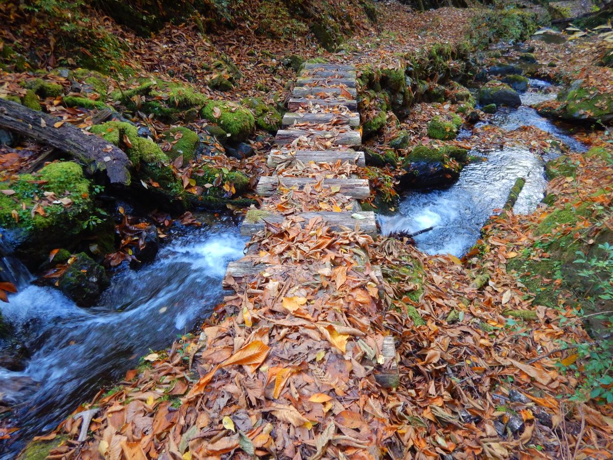 kerela9ma's tweet photo. 紅葉の牛の寝通り。モフモフの落ち葉を踏みしめてひたすらに下る。風が強くて落葉吹雪になってた。山沢川もステキでした。
#牛の寝通り
#紅葉 https://t.co/KdrVdBFM7Z
