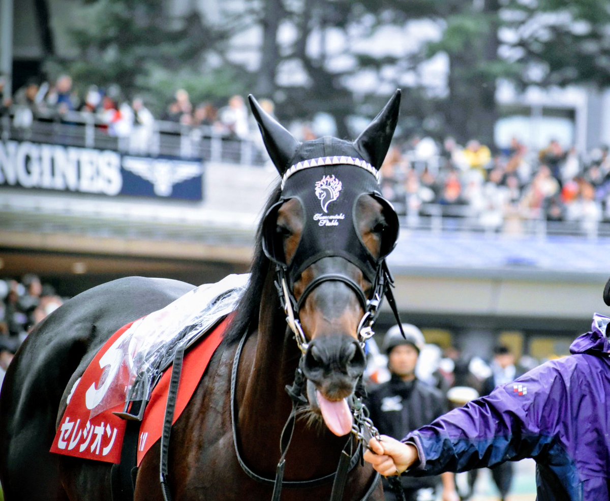 羽の妓 (はのこ） Risashimazaki on X