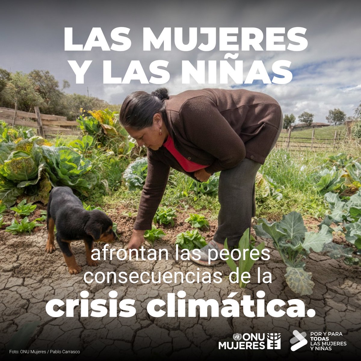 ONUMujeres's tweet photo. 🌎💧 Las mujeres y niñas corren mayor riesgo frente a los impactos del #CambioClimático y los desastres que los hombres. Aún así, las mujeres continúan siendo excluidas de las negociaciones sobre políticas y acciones climáticas. #COP30 https://t.co/SbKs1d3NJp