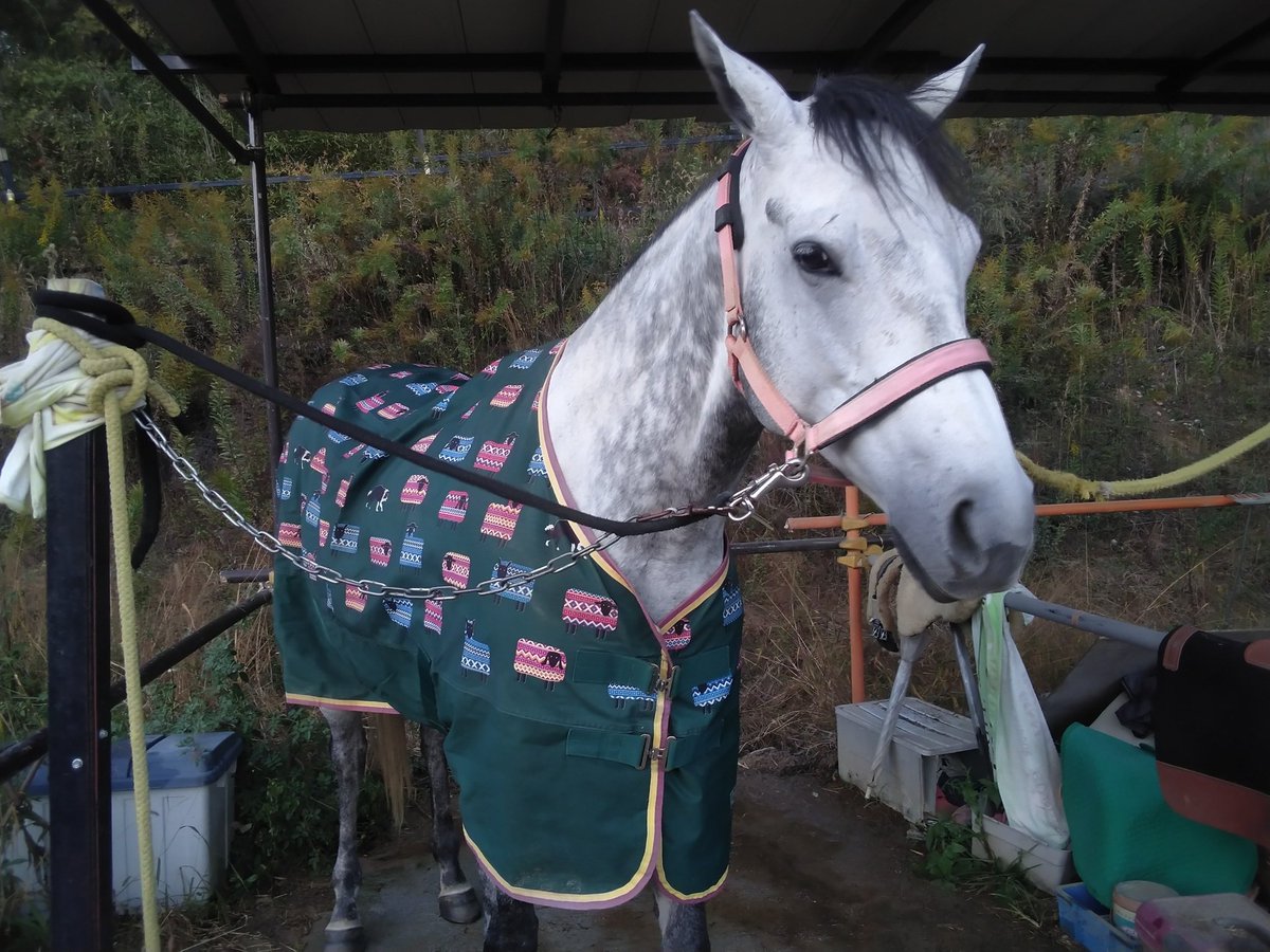 みんなのグラマーちゃん byケイメイ牧場 (@by23255500) / Posts / X