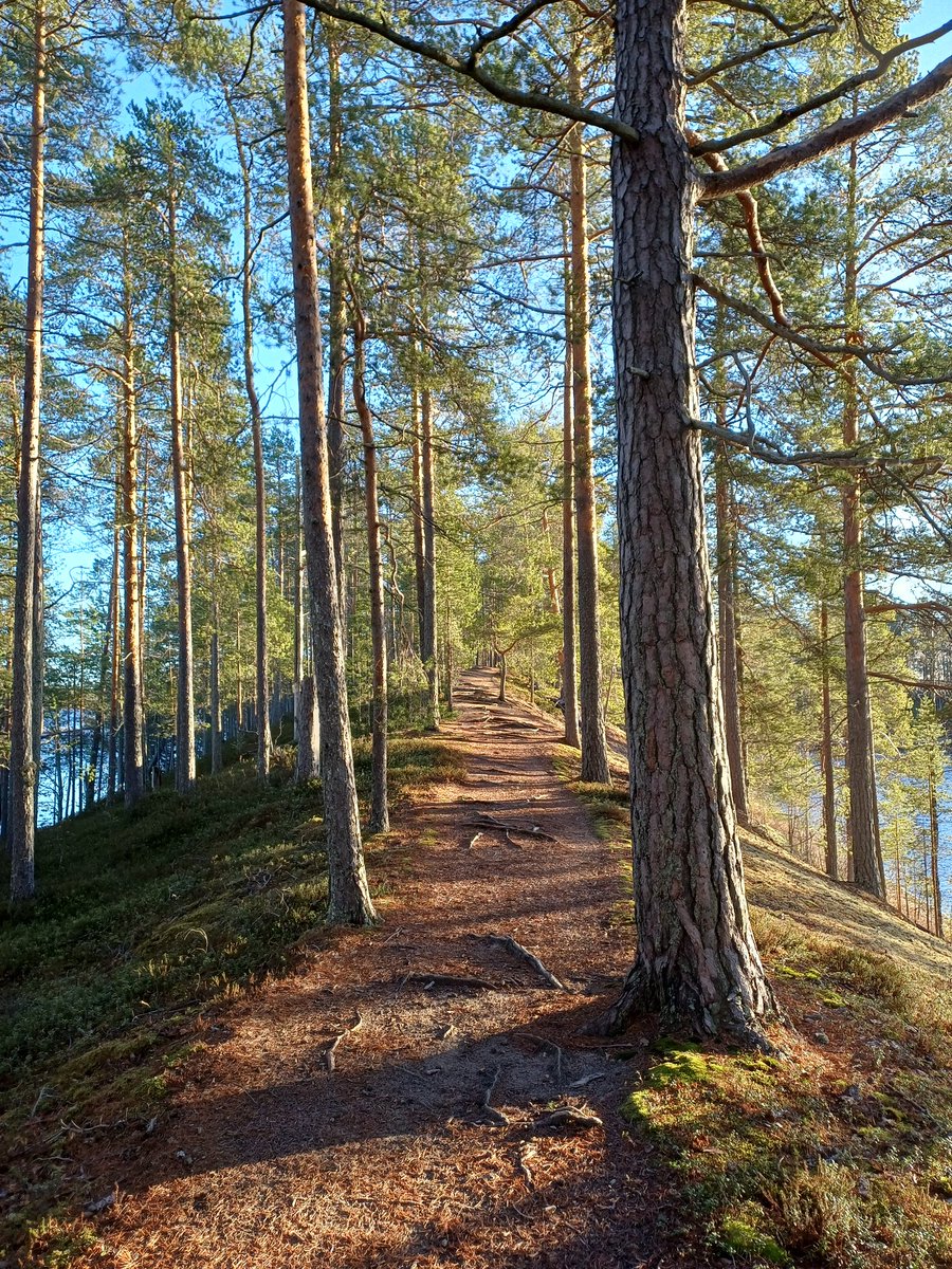 Terveisiä Kuhmon Harakkasaaresta. Kainuun luonto oli yksi tärkein syy, miksi tänne aikoinaan muutin asumaan. Ja tietysti huippu  työpaikka.