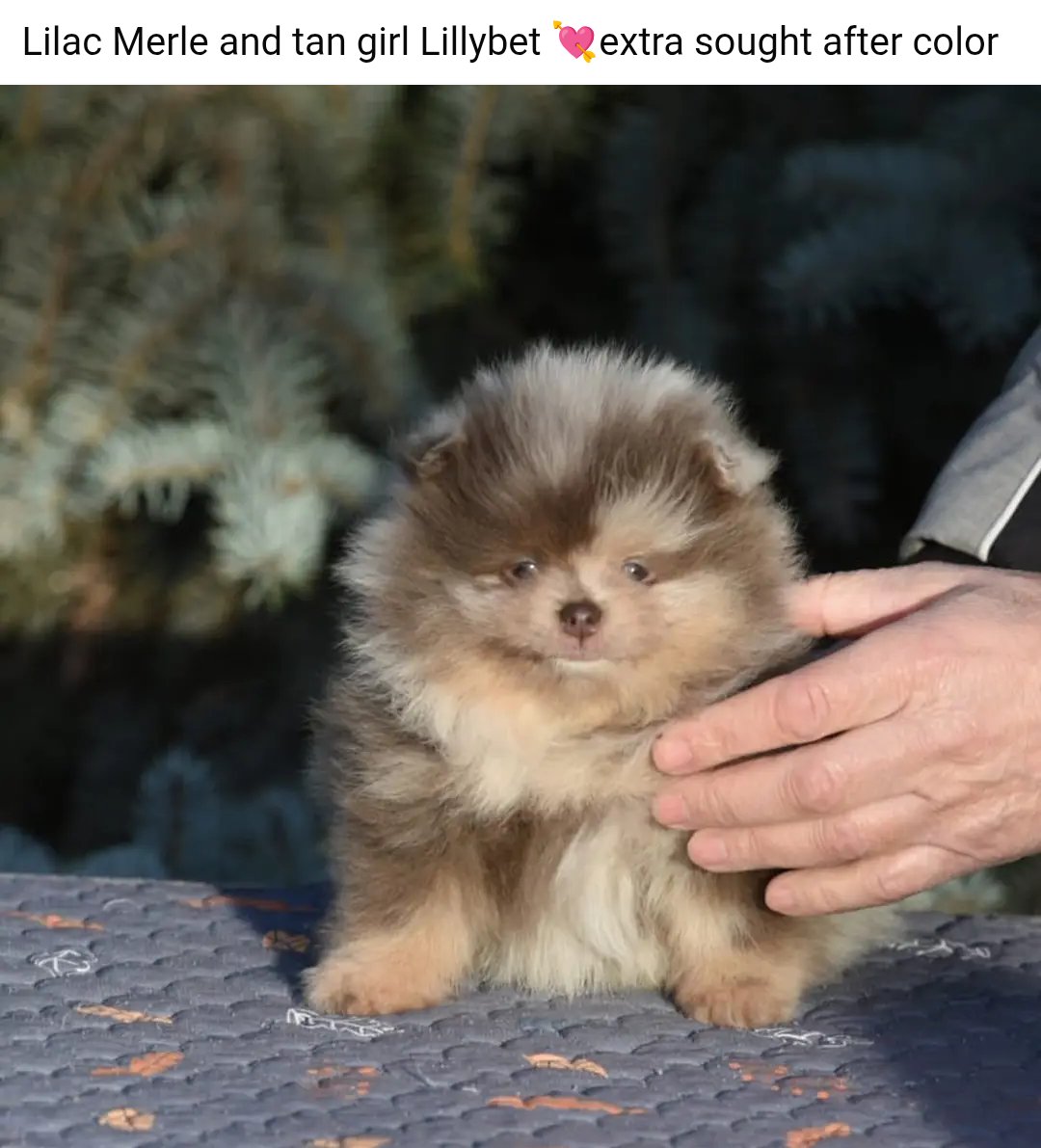 same but breeders posting adoptable puppies