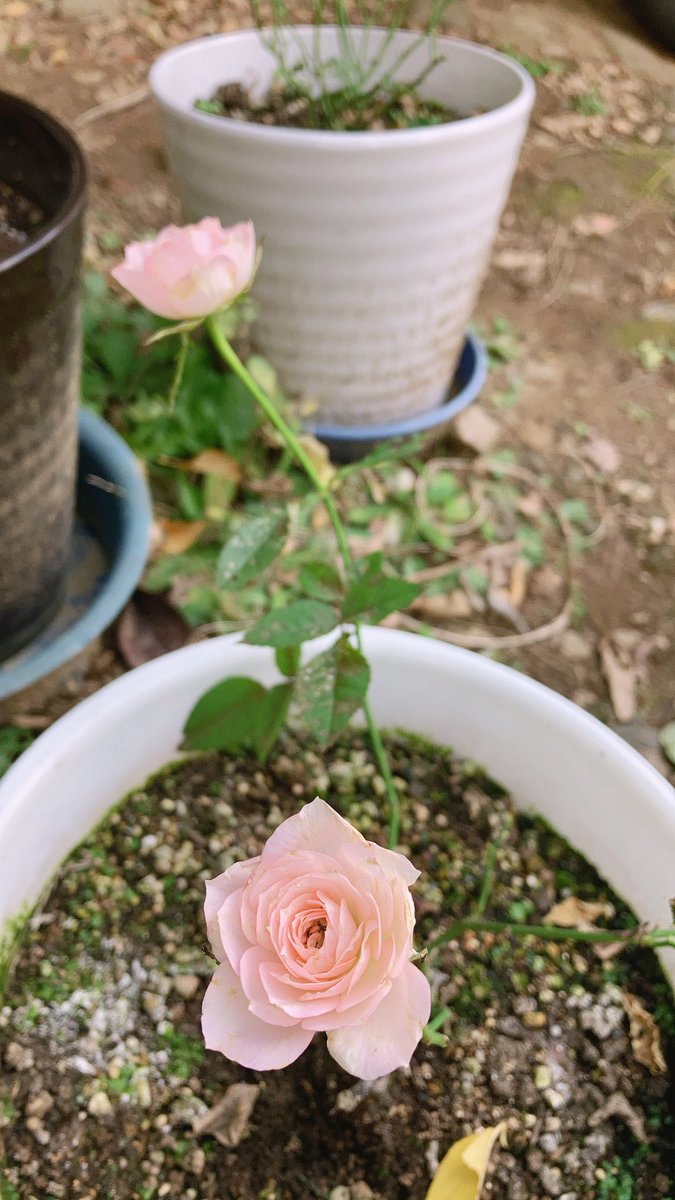 秋薔薇です。
冬に備えて、そろそろ切らないと体力亡くなっちゃうんだけど、もったいなくて咲かせていたい(*´-`)
あとちょっとだけね？