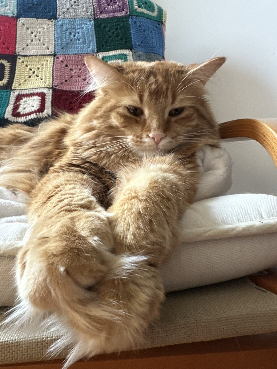 cleopatrickband's tweet image. gonna go #beastmode in london tonight for the last show of tour and then promptly fly home and see my #cat