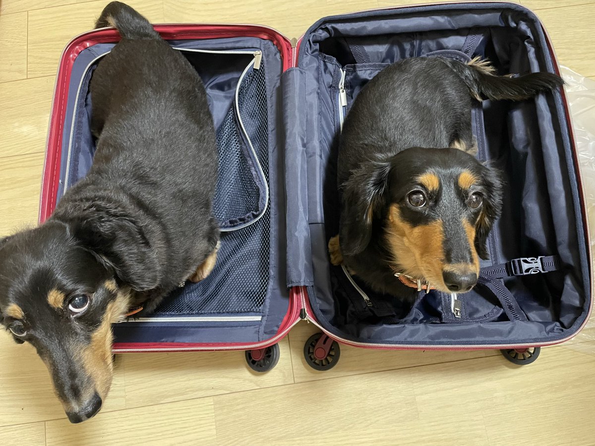 jira1010's tweet image. ねえどうして
わたしは12日(水)から
宮古島へ行く予定です…
(；д；)

仕方なく
荷物の準備を
はじめました…
(；д；)

また
いらぬヒキ強
発揮しました…
(；д；)

お願い
飛行機飛ばないで…
(；д；)