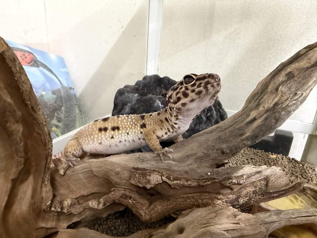 デカくなったなお前